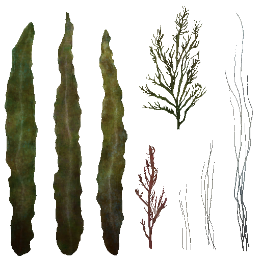 c4150_Seaweed_a.png