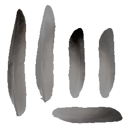 c6071_fether_a.png
