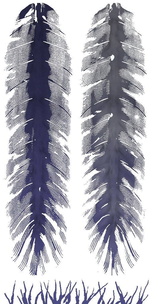 c4352_feather_a.png
