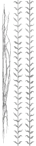 c4420_Grass_a.png