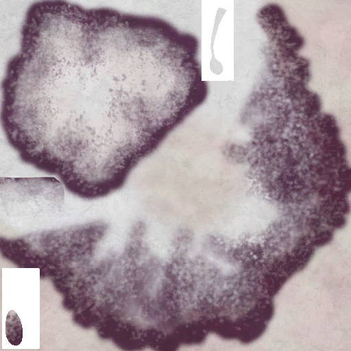 c4442_Mushroom_a.png