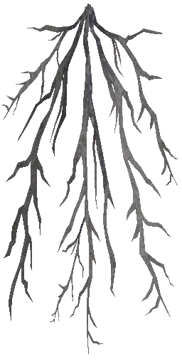 c6200_Root_a.png