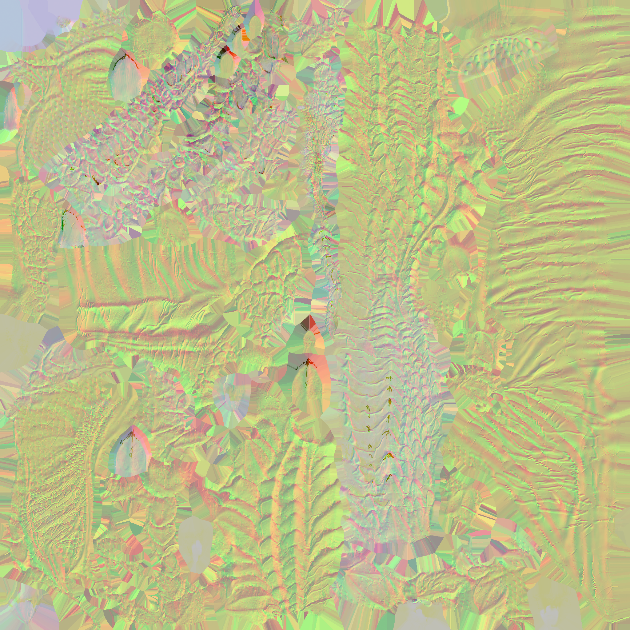 c4911_FaceBody_n.png