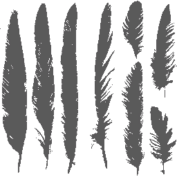 c5840_feather_a.png