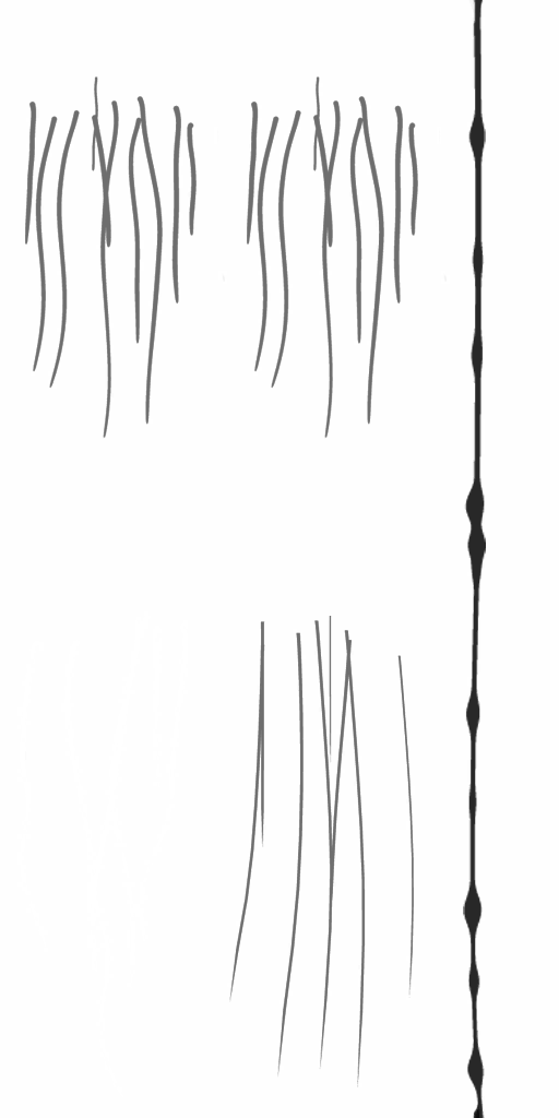 c5513_Fur_a.png