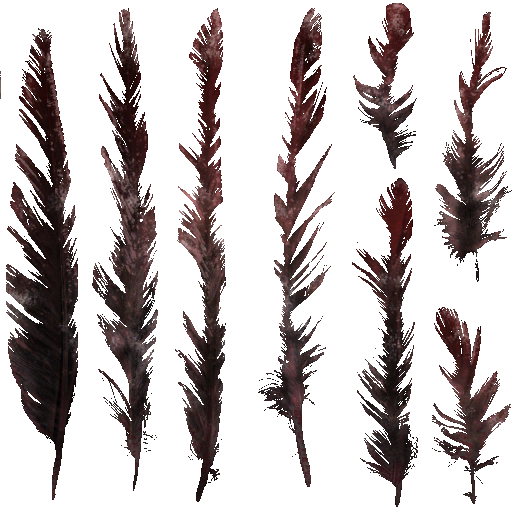 c5591_feather_a.png