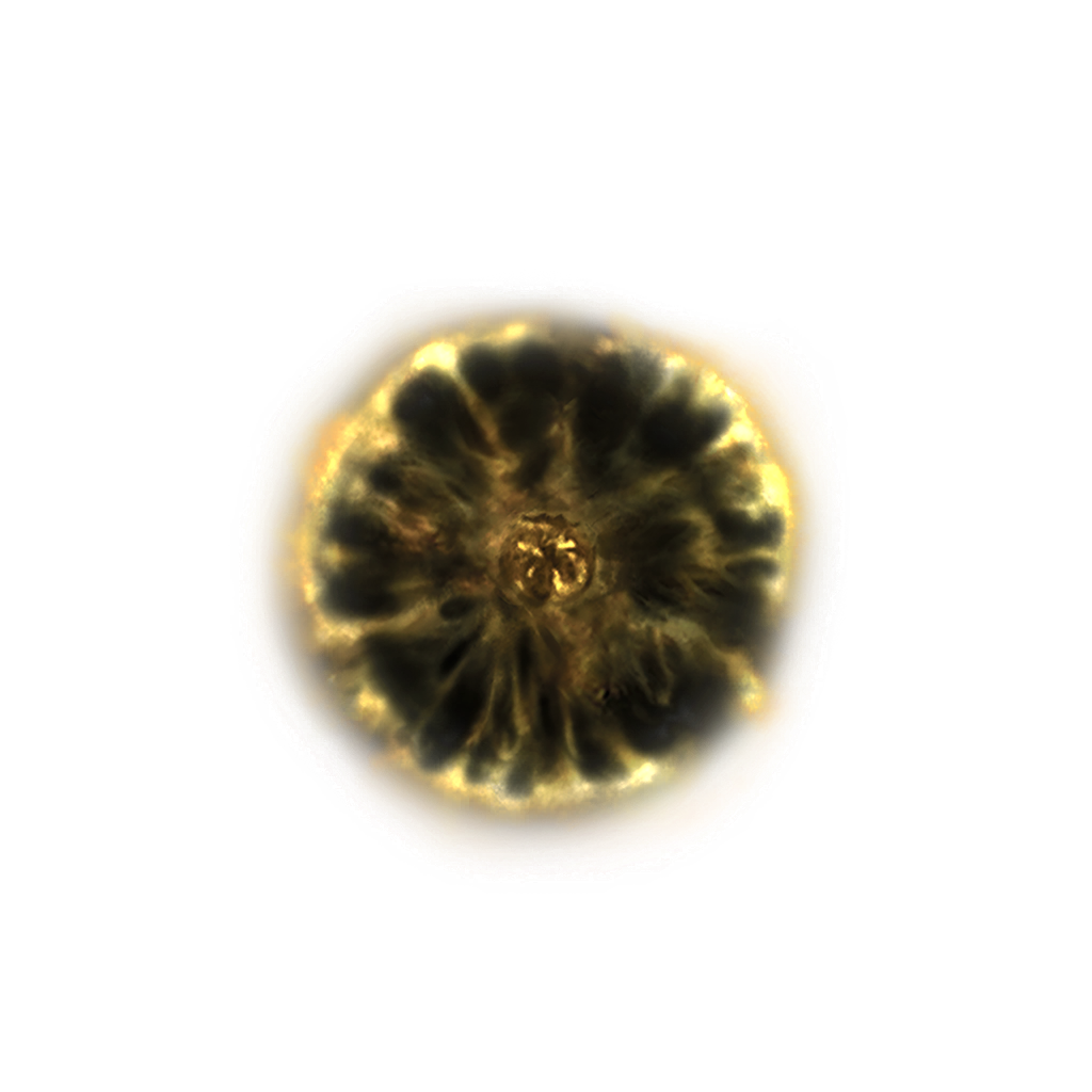 MENU_Knowledge_00817.png