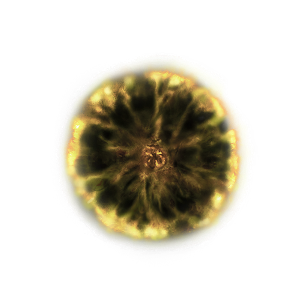 MENU_Knowledge_00819.png