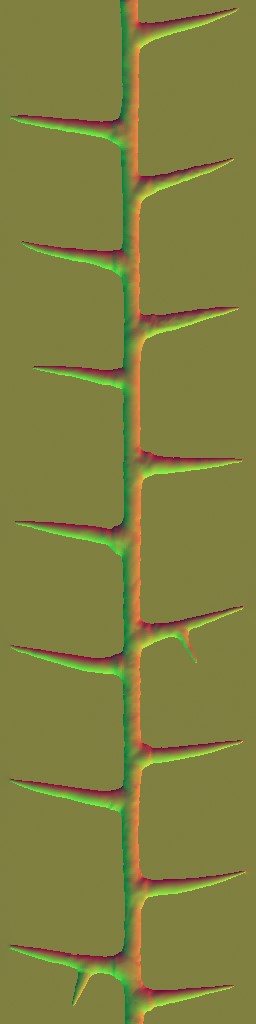 WP_A_2101_thorn_n.jpg