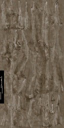 AM_M_1810_Cordyceps_a_l.jpg