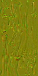 BD_M_1810_Cordyceps_n_l.jpg