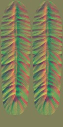 HD_M_2400_feather_n_l.jpg