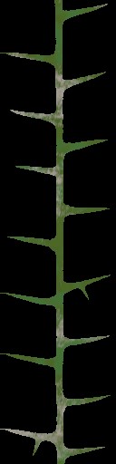 WP_A_0752_thorn_a_l.jpg