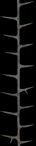 WP_A_2101_thorn_a_l.jpg