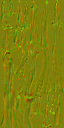 HD_M_1810_Cordyceps_n.png
