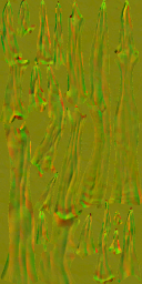AM_M_1810_Cordyceps_n_l.png