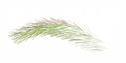 FG_A_2005_n_l.png