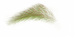 FG_A_2006_n_l.png
