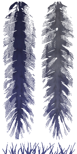 HD_M_2400_feather_a_l.png