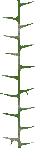 WP_A_0752_thorn_a_l.png