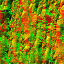 WP_A_2206_bark_n_l.png